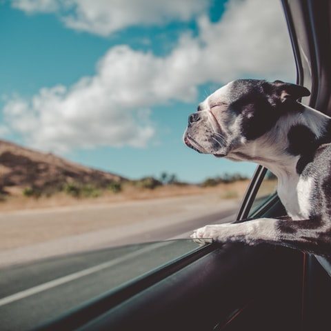 Cestovanie so psom