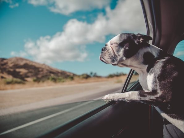 Cestovanie so psom