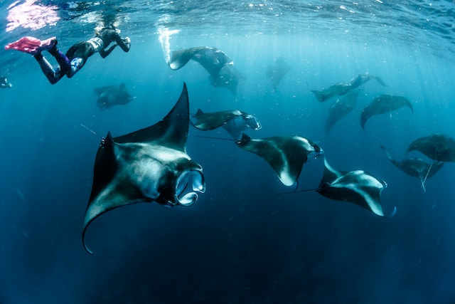 Raj pre potápačov: Maldivy a potápanie